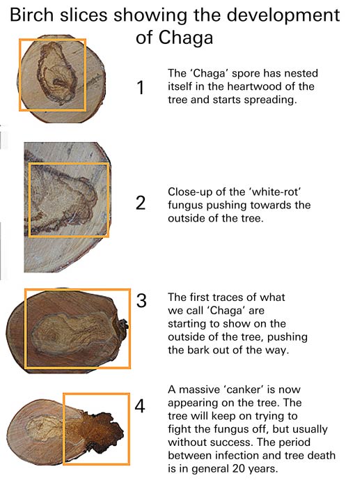 Chaga Nutritional Chart